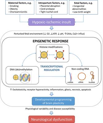 Clinical Implications of Epigenetic Dysregulation in Perinatal Hypoxic-Ischemic Brain Damage